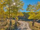 USA-Colorado-Quray Last Dollar Road with sun peaking through Aspen tree Art Print